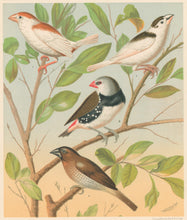 Load image into Gallery viewer, Rutledge, W. “Pied Mannikin (Fawn &amp; White), Pied Mannikin (Chestnut &amp; White), Spotted Sided Finch or Diamond Sparrow, Nutmeg or Spice-Bird&quot;
