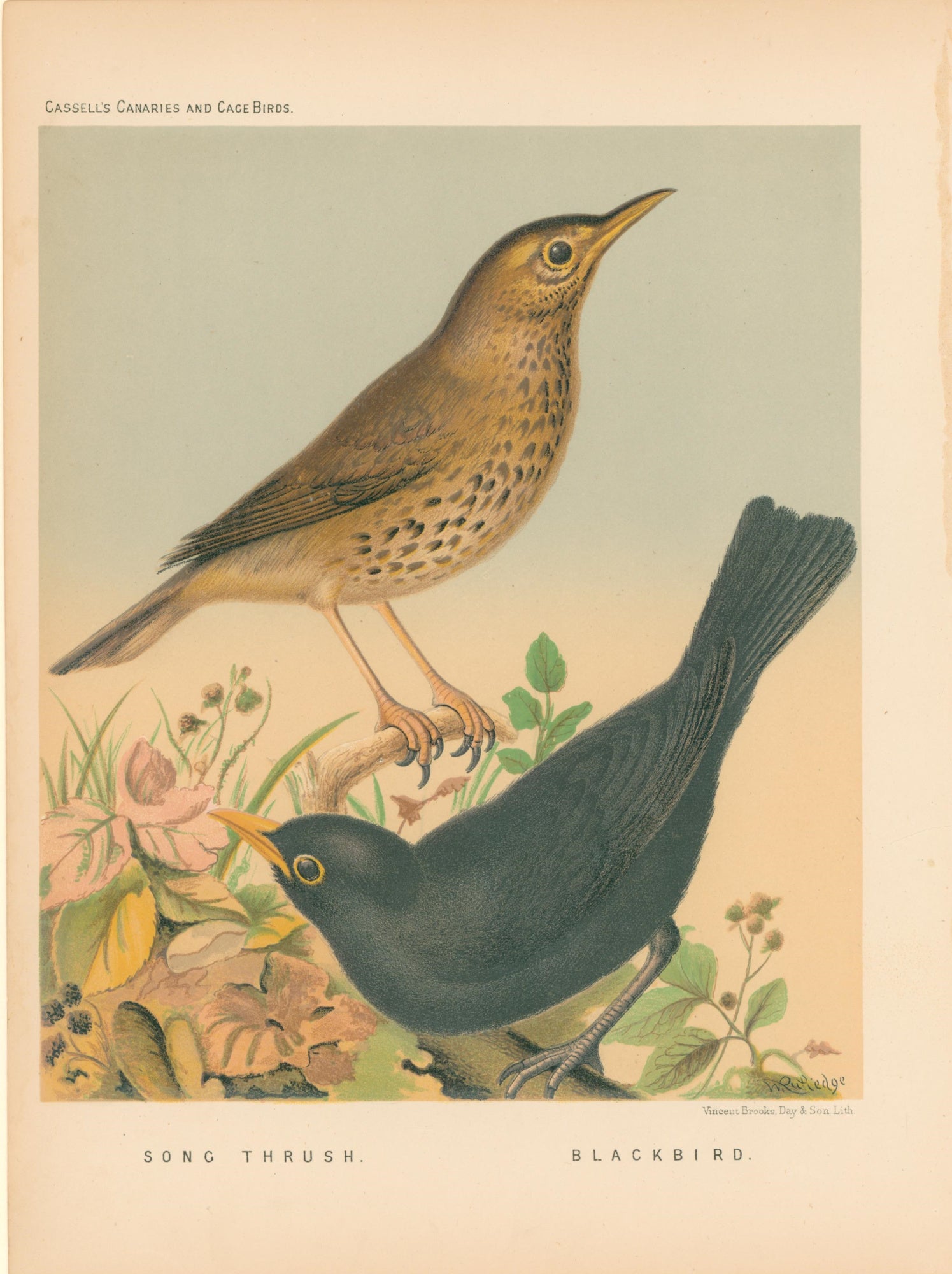 Rutledge, W. “Song Thrush, Blackbird
