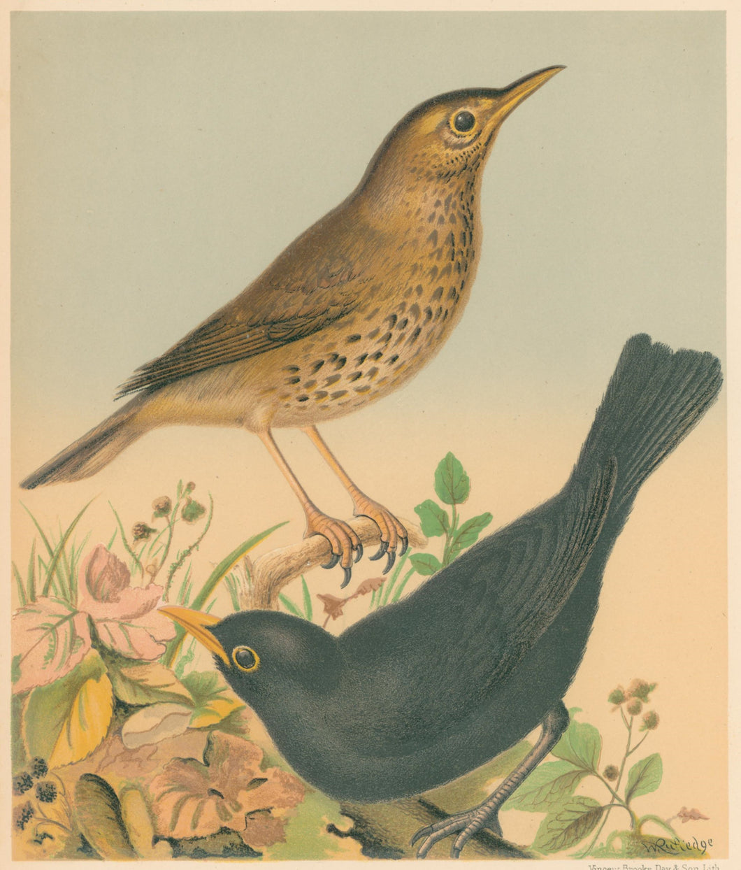Rutledge, W. “Song Thrush, Blackbird