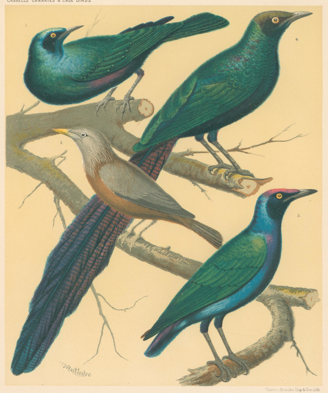 Rutledge, W. “Green Glossy Starling, Malabar Mynah, Purple-Headed Glossy Starling, Longtailed Glossy Starling