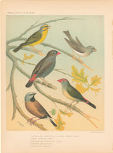 Load image into Gallery viewer, Rutledge, W. “St. Helena Seed-Eater or Green Singing Finch, Grey Singing Finch, Australian Fire-Tailed Finch, Banded Grass Finch&quot;
