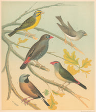 Load image into Gallery viewer, Rutledge, W. “St. Helena Seed-Eater or Green Singing Finch, Grey Singing Finch, Australian Fire-Tailed Finch, Banded Grass Finch&quot;
