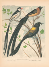 Load image into Gallery viewer, Rutledge, W. “Shaft-Tailed Wydah, Paradise Wydah, Yellow Backed Wydah&quot;

