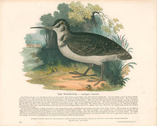 Load image into Gallery viewer, Whymper, Josiah Wood  “The Woodcock” Plate 24
