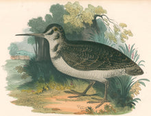 Load image into Gallery viewer, Whymper, Josiah Wood  “The Woodcock” Plate 24
