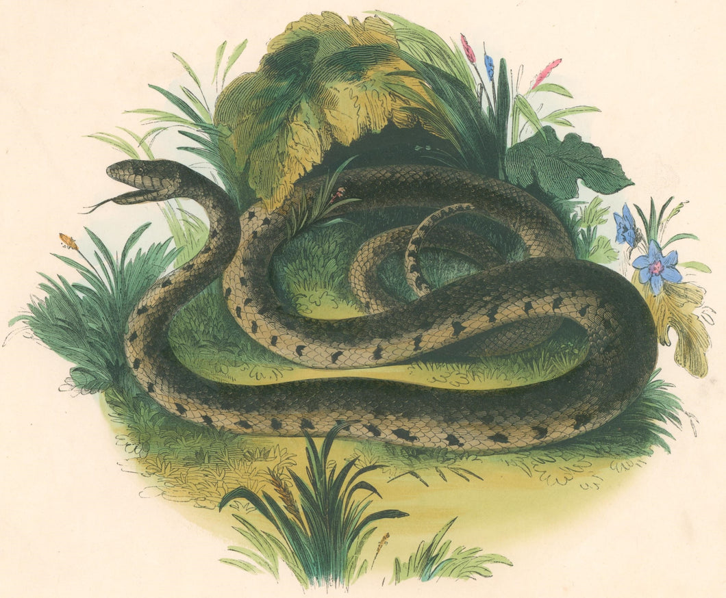Whymper, Josiah Wood   “The Common Snake.” Plate 27
