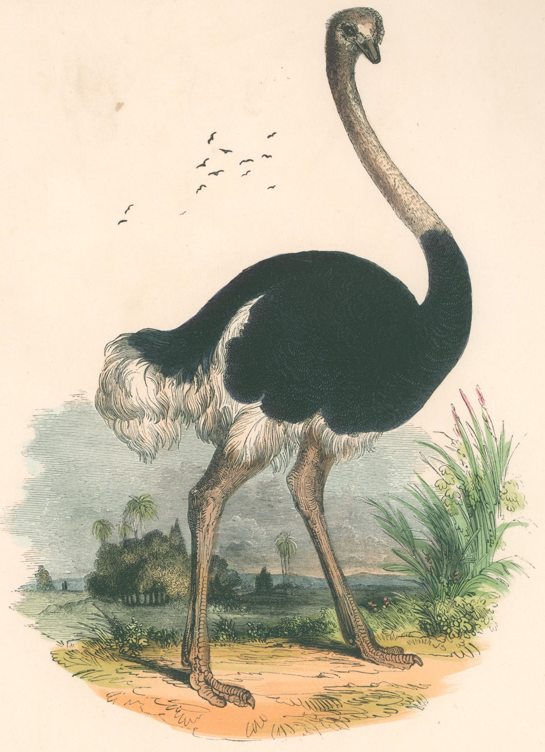 Whymper, Josiah Wood  “The Ostrich.” Plate 52