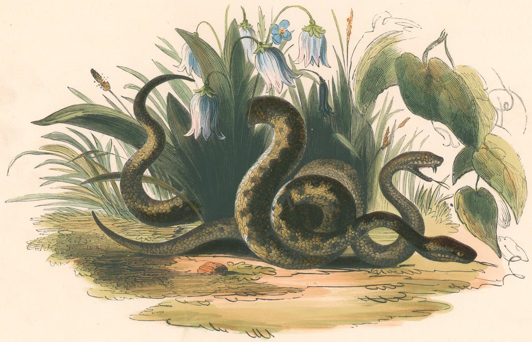 Whymper, Josiah Wood   “The Common Viper.” Plate 57