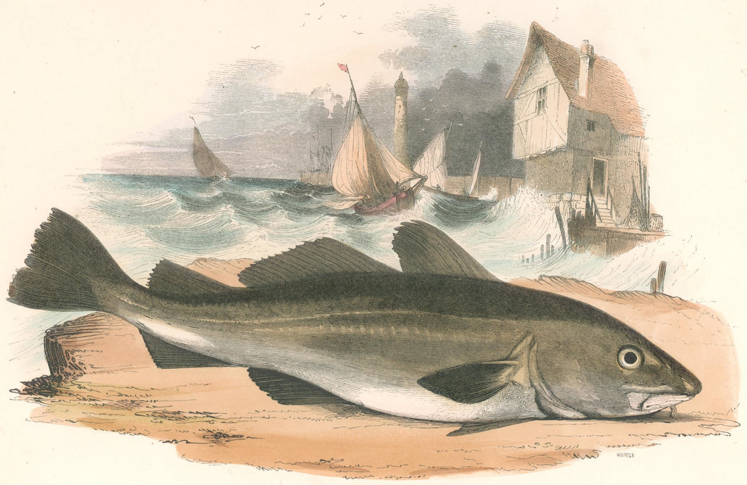 Whymper, Josiah Wood   “The Cod Fish.” Plate 58