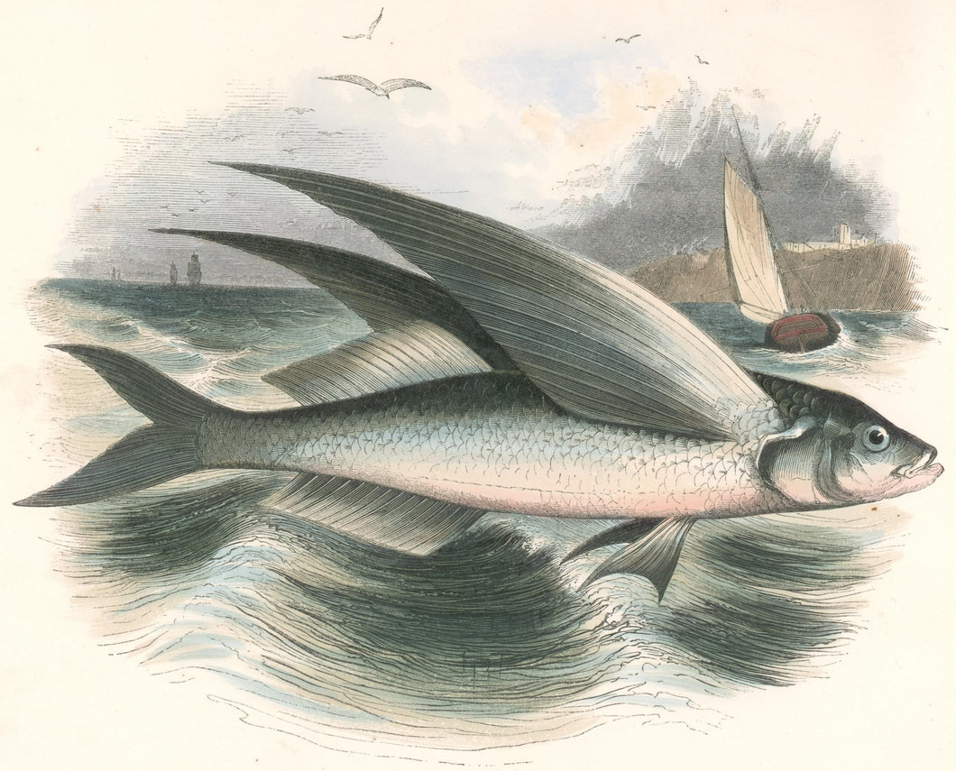 Whymper, Josiah Wood   “The Flying Fish.” Plate 59