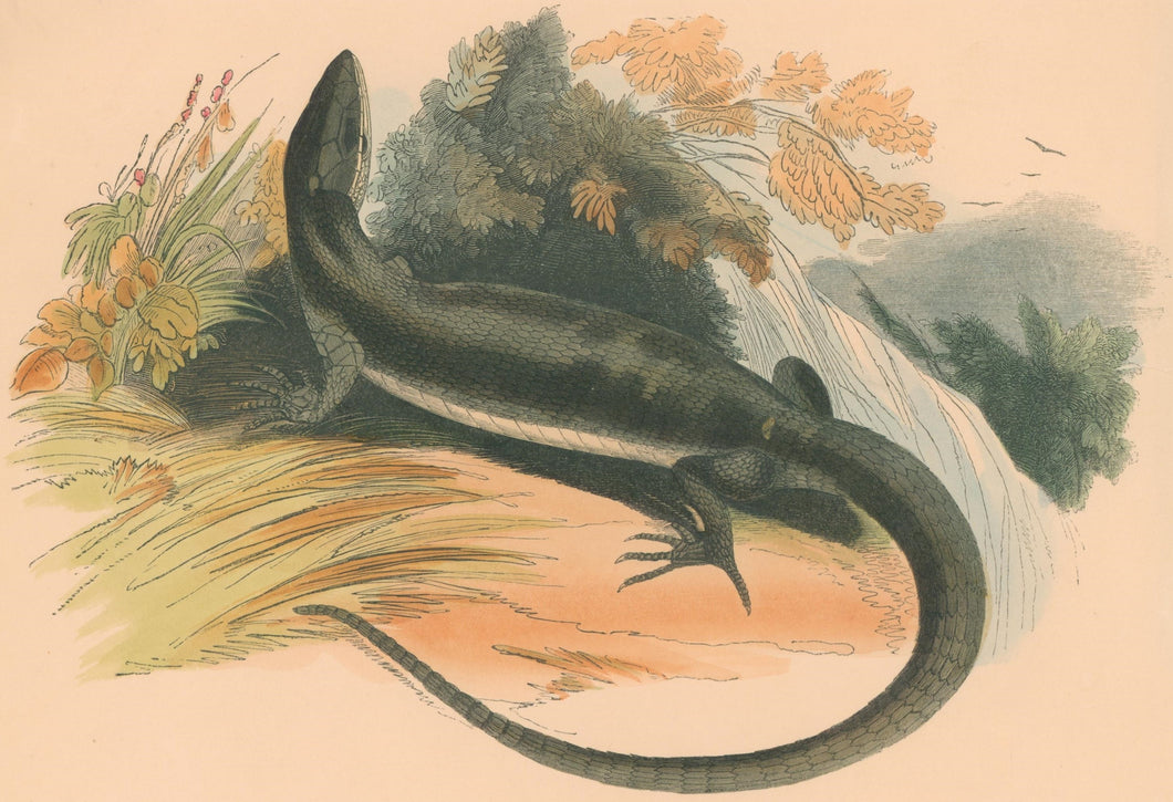 Whymper, Josiah Wood   “The Lizard.” Plate 72