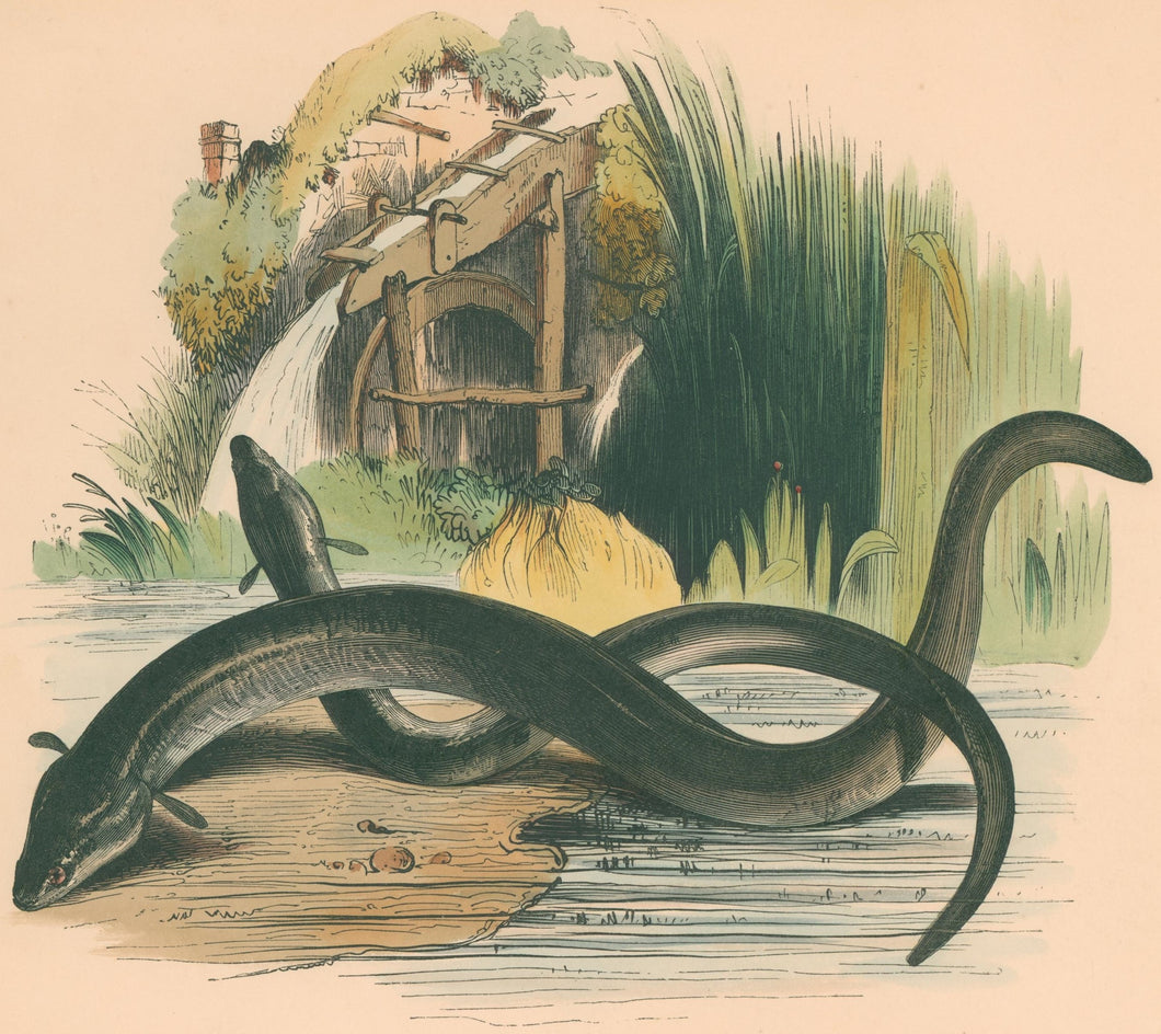 Whymper, Josiah Wood  “ The Eel.” Plate 79