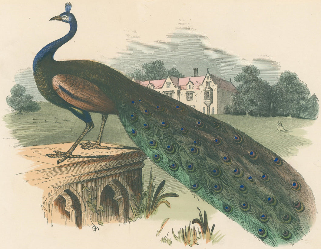 Whymper, Josiah Wood  “The Peacock.” Plate 20