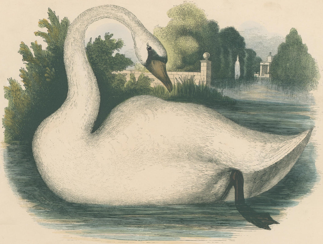 Whymper, Josiah Wood  “The Swan.” Plate 54