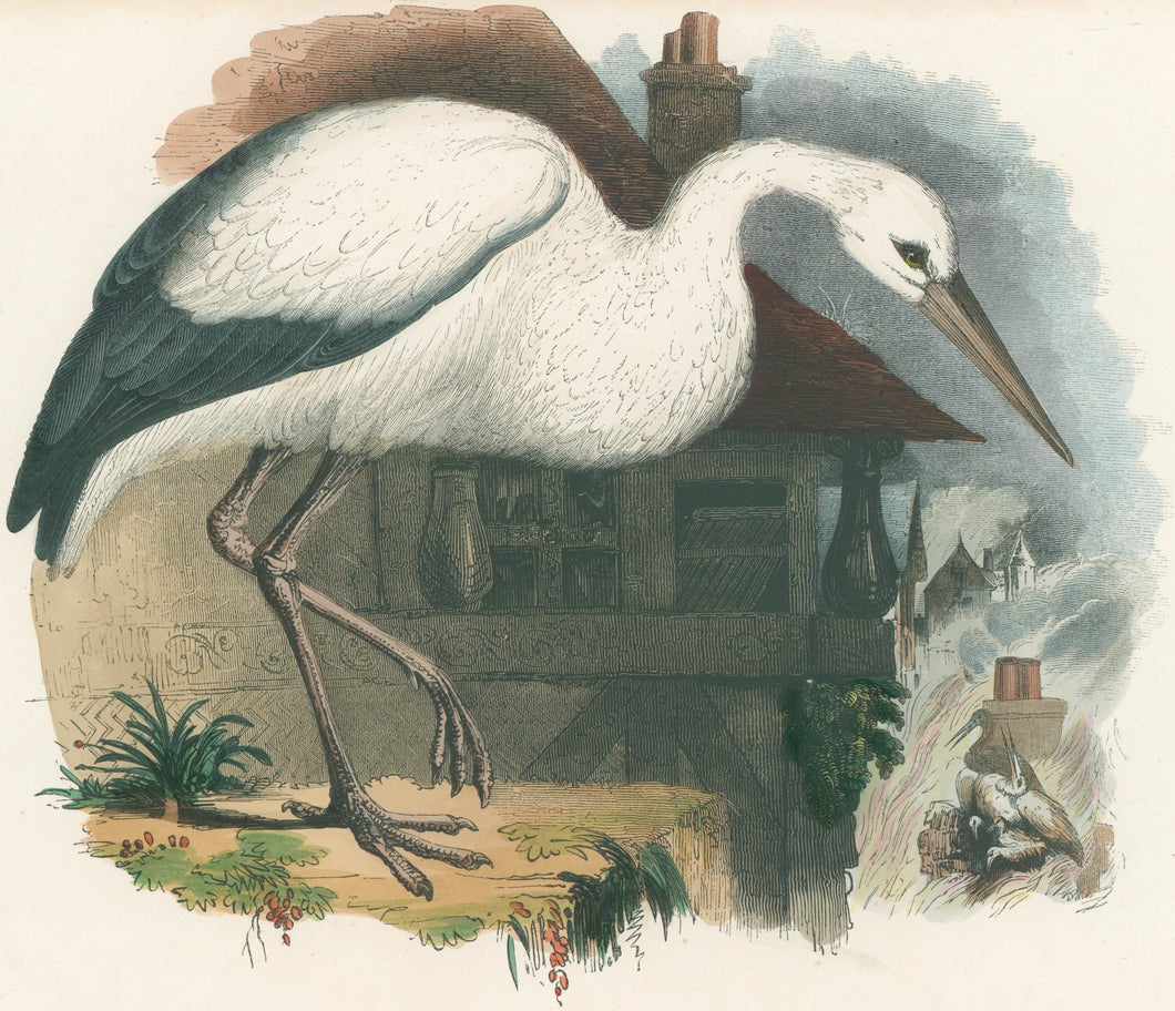 Whymper, Josiah Wood  “The White Stork.” Plate 23