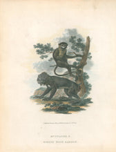 Load image into Gallery viewer, Ibbetson, Julius Caesar  “Mustache &amp; Ribbed Nose Baboon&quot;
