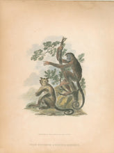 Load image into Gallery viewer, Ibbetson, Julius Caesar  “Four Fingered &amp; Horned Monkeys&quot;
