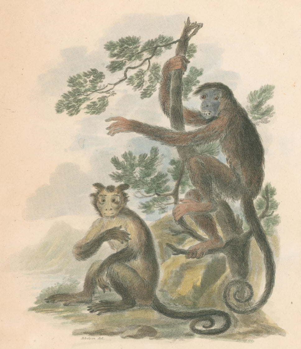 Ibbetson, Julius Caesar  “Four Fingered & Horned Monkeys