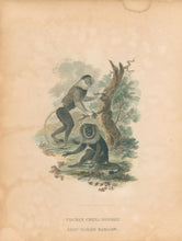 Load image into Gallery viewer, Ibbetson, Julius Caesar “Cochin China Monkey; Lion-Tailed Baboon”
