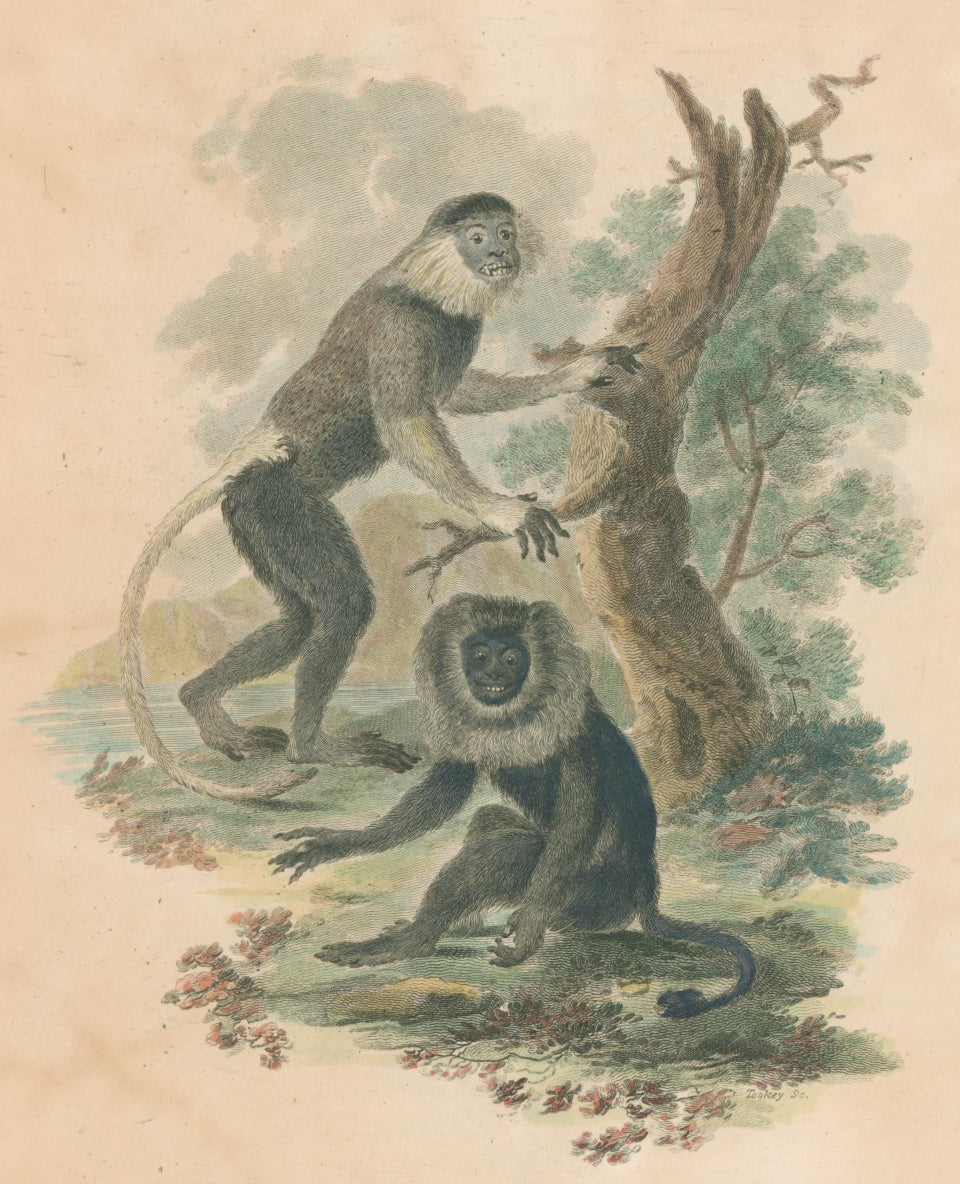 Ibbetson, Julius Caesar “Cochin China Monkey; Lion-Tailed Baboon”