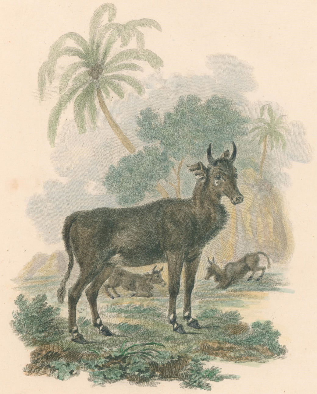 Animals – Philadelphia Print Shop
