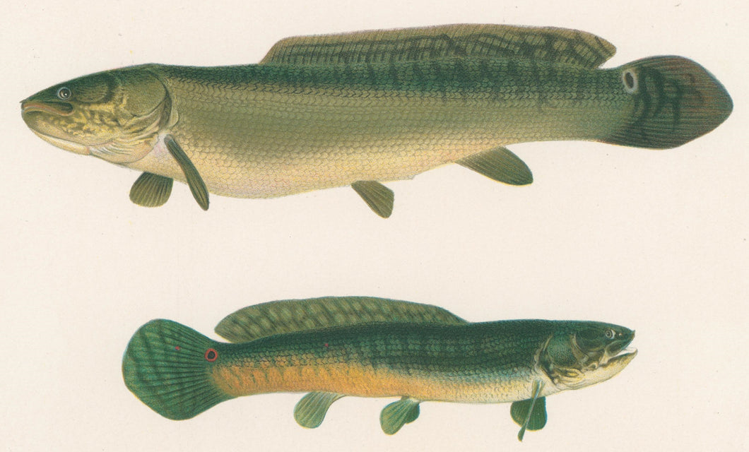 Denton, Sherman “Dog-Fish, Mud-Fish, Bow-Fin or Grindle