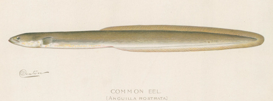 Denton, Sherman F.  “Common Eel”