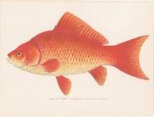 Load image into Gallery viewer, Denton, Sherman F.  “Gold Fish”
