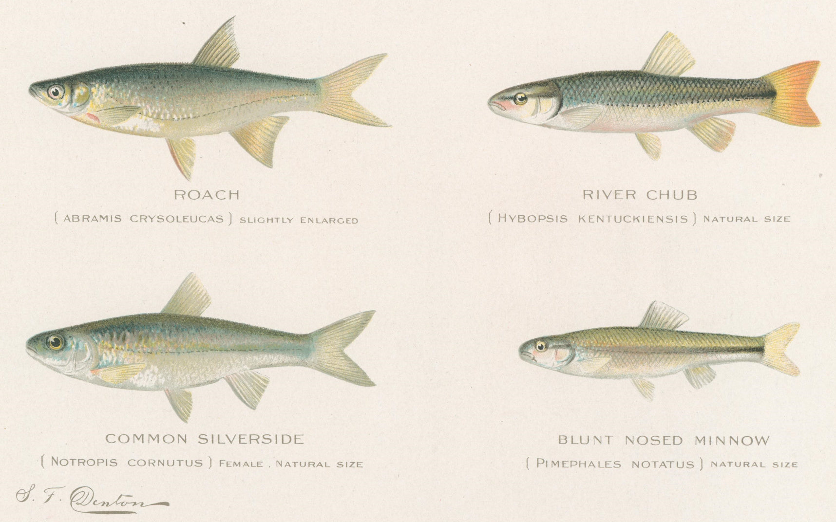 Sherman F DENTON Original Ancien Chromo Poisson TÊTE D'ACIER Sherman F DENTON Original Ancien Chromo Poisson TÊTE D'ACIER