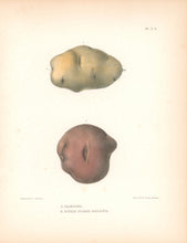 Load image into Gallery viewer, Emmons, Ebenezer “Carter; Burr Flesh Colour.” [potatoes]  Plate 2b
