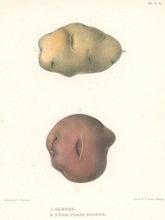 Load image into Gallery viewer, Emmons, Ebenezer “Carter; Burr Flesh Colour.” [potatoes]  Plate 2b
