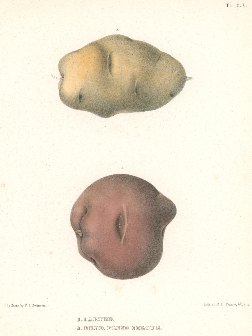 Emmons, Ebenezer “Carter; Burr Flesh Colour.” [potatoes]  Plate 2b