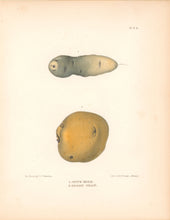 Load image into Gallery viewer, Emmons, Ebenezer “Cow&#39;s Horn; Early Shaw.” [potatoes]  Plate 3b
