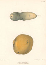 Load image into Gallery viewer, Emmons, Ebenezer “Cow&#39;s Horn; Early Shaw.” [potatoes]  Plate 3b
