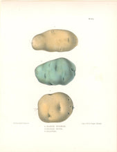 Load image into Gallery viewer, Emmons, Ebenezer “Early Kidney; Early Blue; Orange.” [potatoes]  Plate 4b
