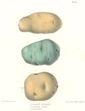 Load image into Gallery viewer, Emmons, Ebenezer “Early Kidney; Early Blue; Orange.” [potatoes]  Plate 4b
