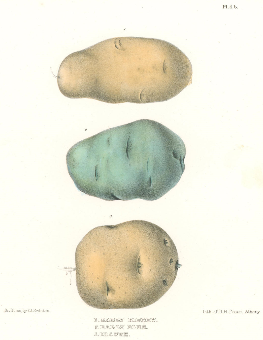 Emmons, Ebenezer “Early Kidney; Early Blue; Orange.” [potatoes]  Plate 4b