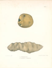 Load image into Gallery viewer, Emmons, Ebenezer “Sherman; Lady&#39;s Finger.” [potatoes]  Plate 6b
