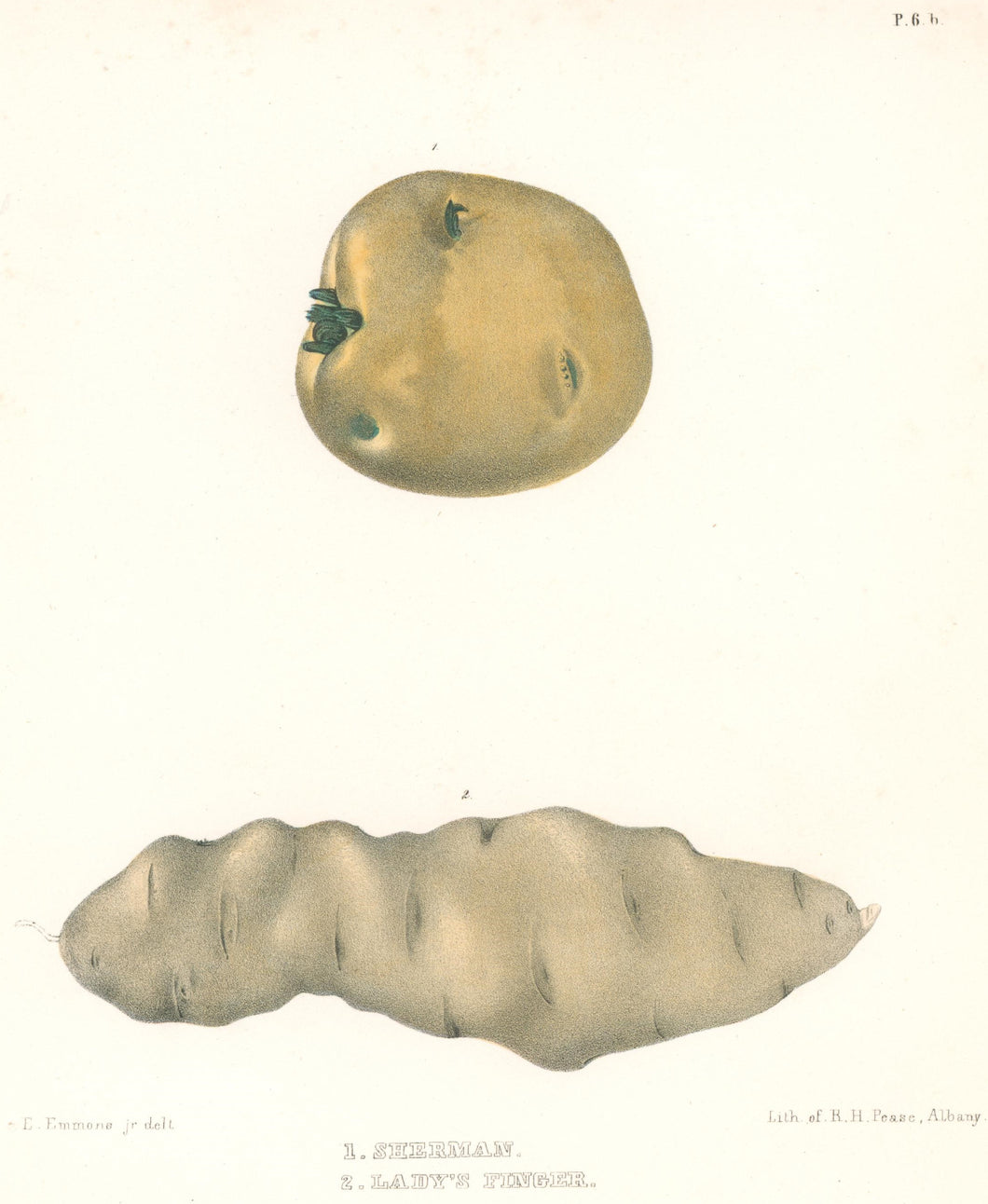 Emmons, Ebenezer “Sherman; Lady's Finger.” [potatoes]  Plate 6b