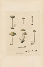 Load image into Gallery viewer, Curtis, William &quot;Agaricus glutinosus. Slimy mushroom.&quot; Pl. 194
