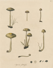 Load image into Gallery viewer, Curtis, William &quot;Agaricus glutinosus. Slimy mushroom.&quot; Pl. 194
