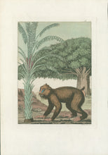 Load image into Gallery viewer, Fumagalli Pl. 18. [Baboon] From Giulio Ferrario’s &quot;Il Costume Antico e Moderno&quot;
