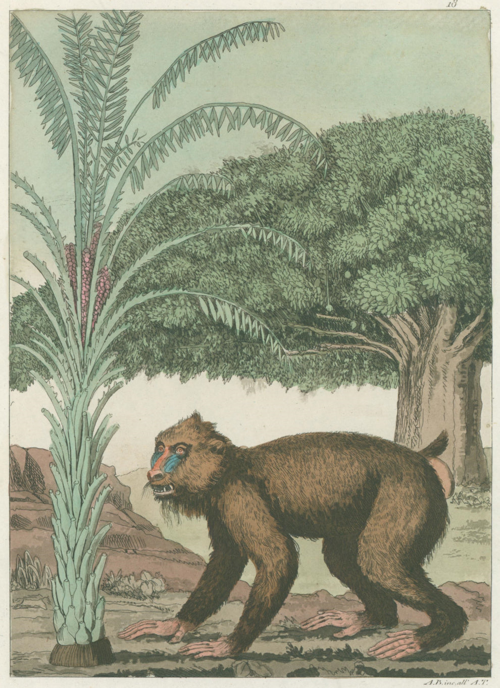 Fumagalli Pl. 18. [Baboon] From Giulio Ferrario’s 