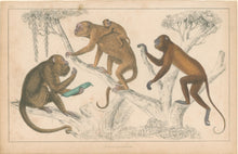 Load image into Gallery viewer, Goldsmith, Oliver Pl. LIII. [Black Howler &amp; Ursine Howler Monkeys]
