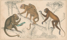 Load image into Gallery viewer, Goldsmith, Oliver Pl. LIII. [Black Howler &amp; Ursine Howler Monkeys]
