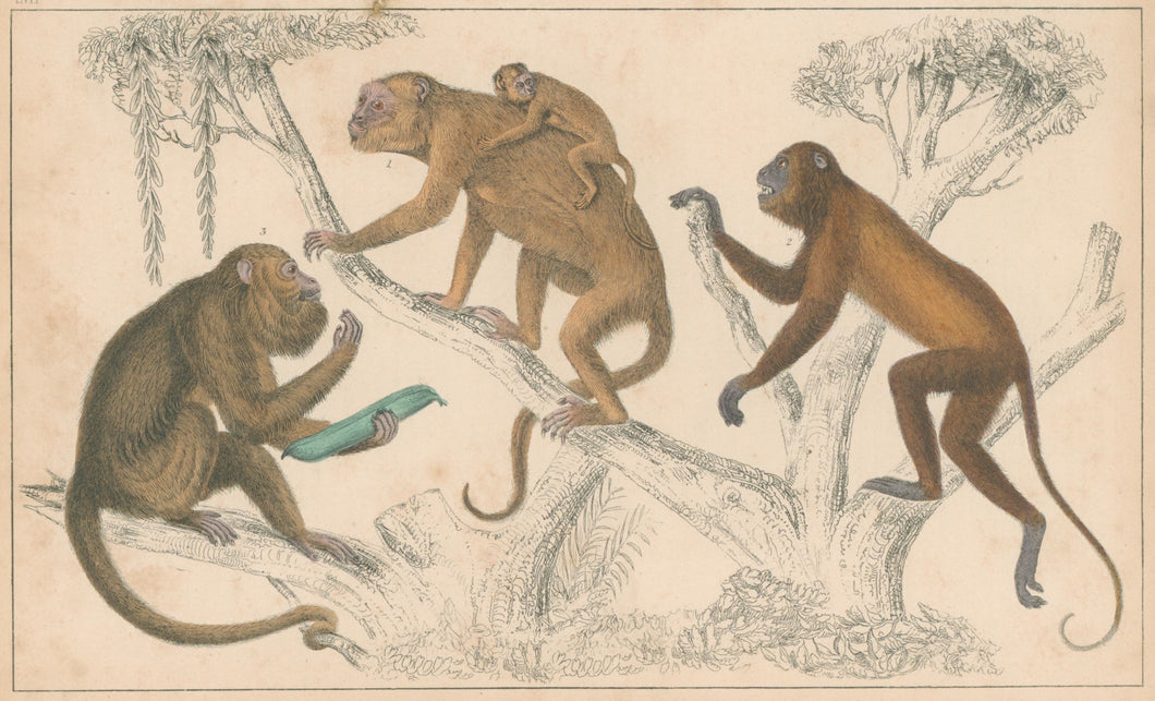 Goldsmith, Oliver Pl. LIII. [Black Howler & Ursine Howler Monkeys]