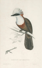 Load image into Gallery viewer, Gould, Elizabeth “Garrulus Leucolophus”
