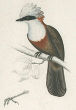 Load image into Gallery viewer, Gould, Elizabeth “Garrulus Leucolophus”
