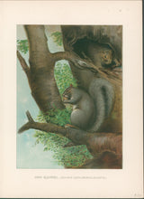 Load image into Gallery viewer, Lang, Charles “Grey Squirrel”
