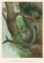 Load image into Gallery viewer, Lang, Charles “Grey Squirrel”

